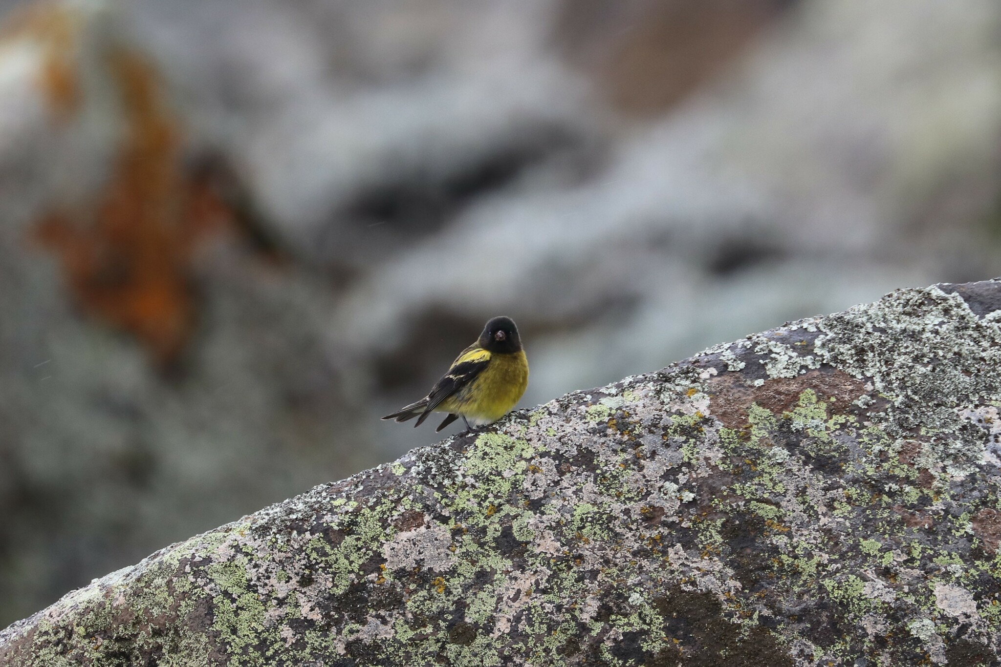 Ethiopian Siskin (Serinus nigriceps), photo 1