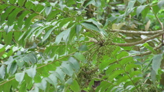 Zanthoxylum setulosum