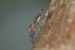 Phaeacius malayensis