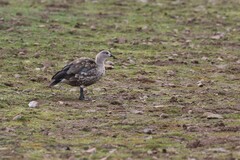 Cyanochen cyanoptera