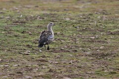 Cyanochen cyanoptera