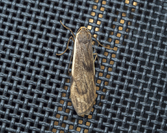 Teulisna diastropha
