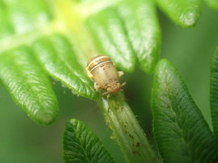 Ditropis pteridis