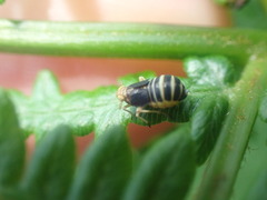 Ditropis pteridis