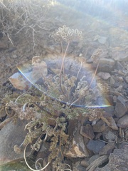 Cymopterus aboriginum