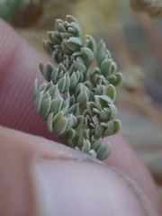 Cymopterus aboriginum