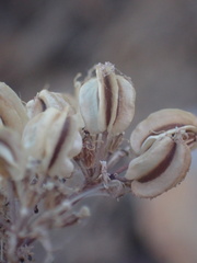 Cymopterus aboriginum