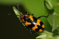 Phyllocharis undulata