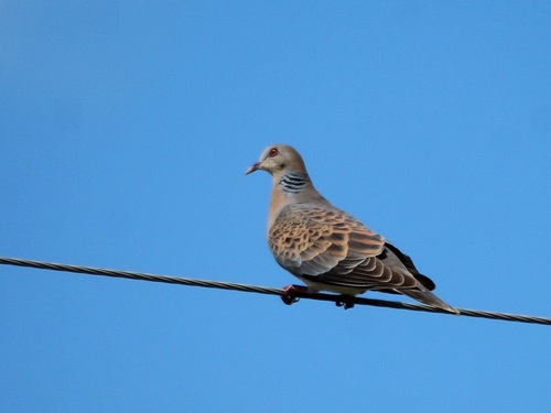 Tórtola oriental (Streptopelia orientalis)