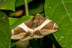 Bastilla crameri