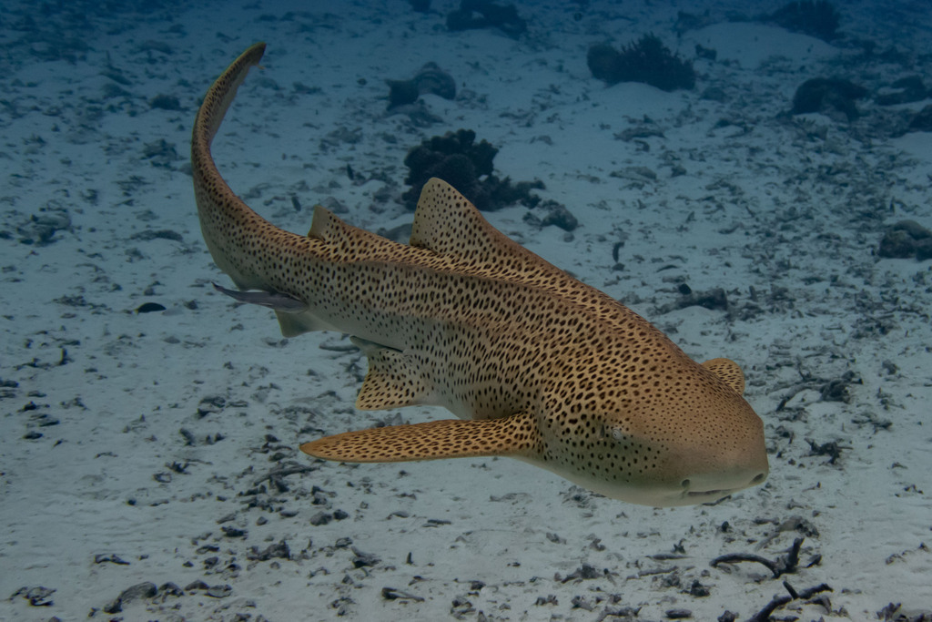 Foto de Tiburón cebra (Stegostoma tigrinum)