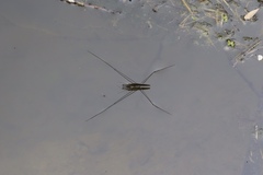 Aquarius elongatus