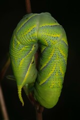 Acherontia