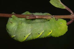 Acherontia