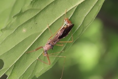 Epidaus sexspinus