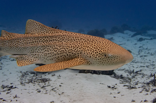 Foto de Tiburón cebra (Stegostoma tigrinum)