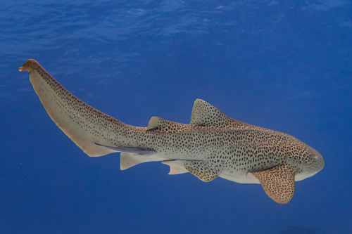Zebra shark (Stegostoma fasciatum) — Stegostomatidae — 3