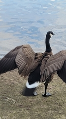 Branta canadensis parvipes