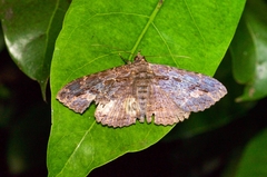 Anisoneura salebrosa