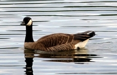 Branta canadensis parvipes