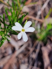 Ricinocarpos pinifolius
