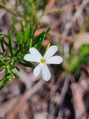 Ricinocarpos pinifolius