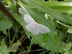 Chloropteryx nordicaria
