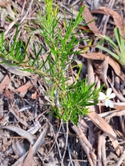 Ricinocarpos pinifolius