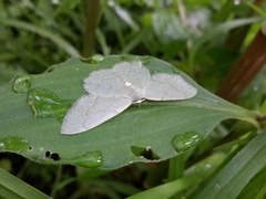 Chloropteryx nordicaria