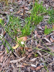 Ricinocarpos pinifolius