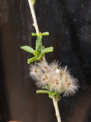 Hibiscus micranthus