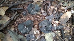 Enterolobium schomburgkii