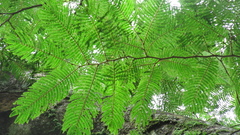 Enterolobium schomburgkii