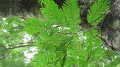 Enterolobium schomburgkii