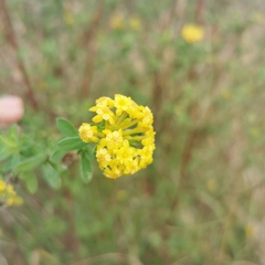 Lasiosiphon macropetalus