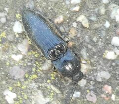 Hemicrepidius