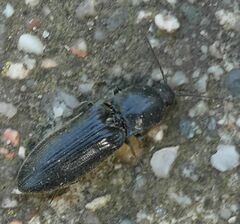 Hemicrepidius