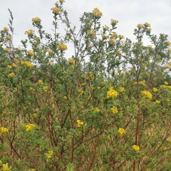 Lasiosiphon macropetalus