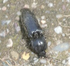 Hemicrepidius