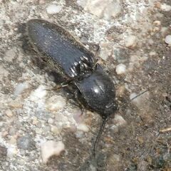 Hemicrepidius