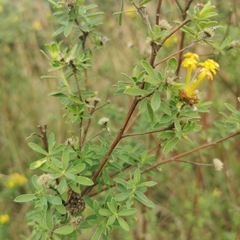 Lasiosiphon macropetalus