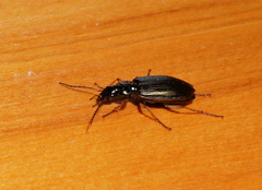 Notagonum
