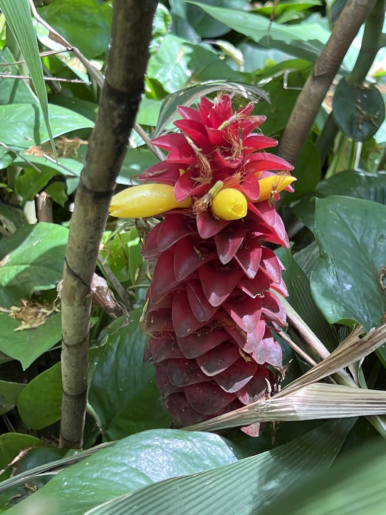 Costus comosus, Maui County, US-HI, US