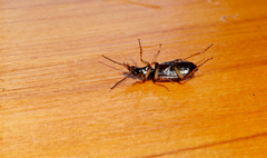 Notagonum