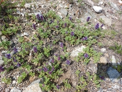 Dracocephalum pinnatum