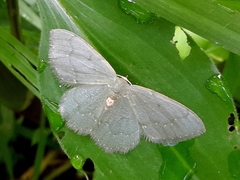 Chloropteryx nordicaria