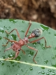 Myrmecia comata
