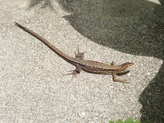 Takydromus tachydromoides