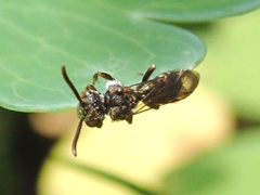 Nomada okubira