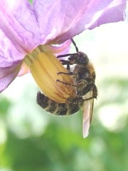 Campsomeriella annulata